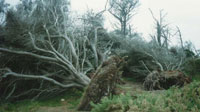 The trees on the Garrison after the storm