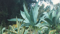 The spiky plants in the Tresco Gardens