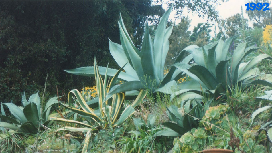 Spiky Plants in 1992