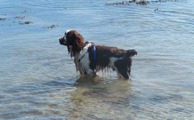 Otis in the sea