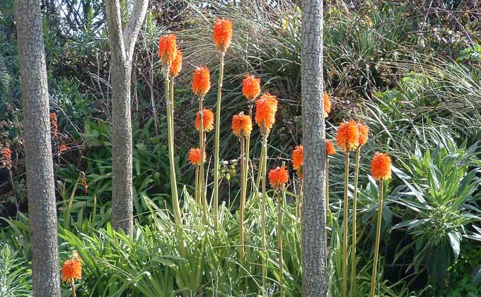 Red Hot Pokers